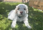 Stenci rase Lagotto Romagnolo, stari 2 mes