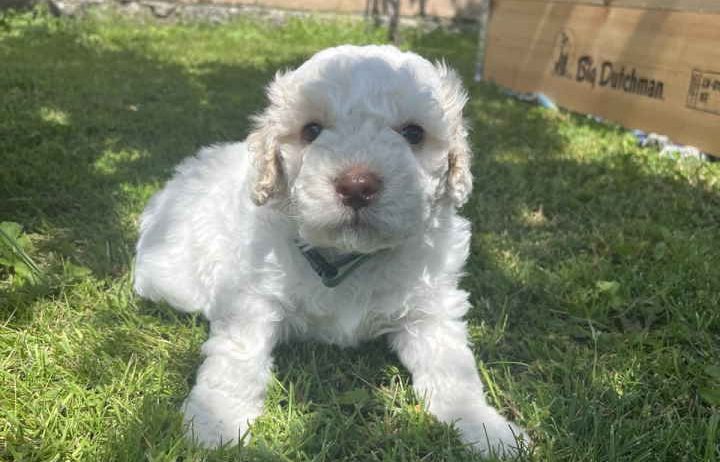 Stenci rase Lagotto Romagnolo, stari 2 mes