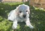 Stenci rase Lagotto Romagnolo, stari 2 mes