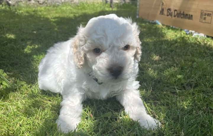 Stenci rase Lagotto Romagnolo, stari 2 mes