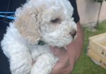 Stenci rase Lagotto Romagnolo, stari 2 mes