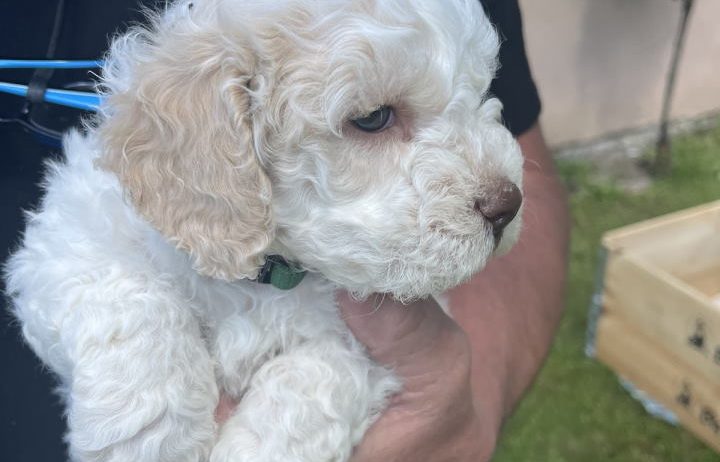 Stenci rase Lagotto Romagnolo, stari 2 mes